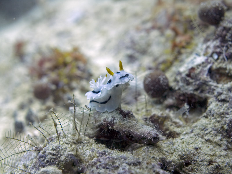 Nudibranch, Turtle Patch